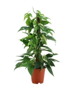 Epipremnum Pinnatum Variegata – Ø19cm – ↕80cm