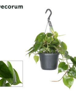 Philodendron Scandens ( – Ø17cm – ↕35cm