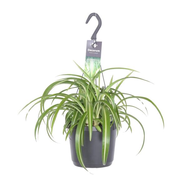 Chlorophytum Comosum Bonnie – Ø17cm – ↕35cm