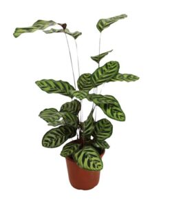 Calathea Makoyana – Ø21cm – ↕55cm