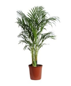 Dypsis Lutescens (Areca) A2 – Ø24cm – ↕120cm