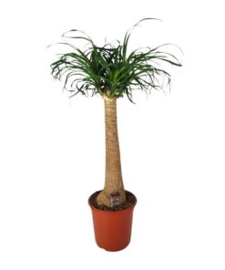 Beaucarnea Nolina – Ø24 cm – ↕95 cm