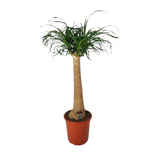 Beaucarnea Nolina – Ø24 cm – ↕95 cm