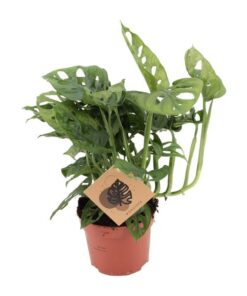 Monstera Monkey – Ø12cm – ↕30cm