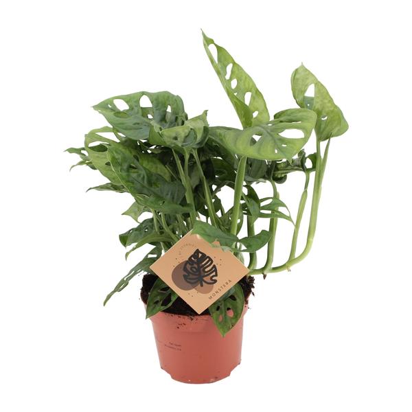 Monstera Monkey – Ø12cm – ↕30cm