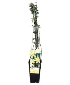 Jasminum nudiflorum – ↨65cm – Ø15