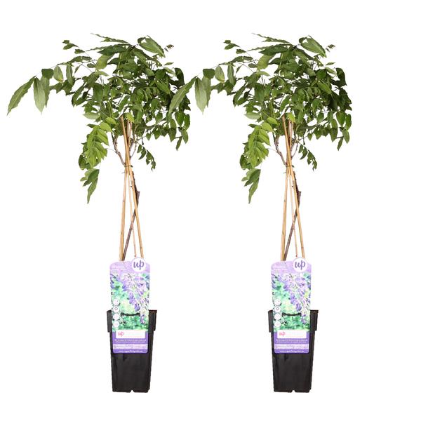 2x – Wisteria sinensis ‚Prolific‘ – ↨65cm – Ø15