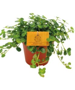 Pilea Depressa Sao Paulo – Ø12cm – ↕20cm