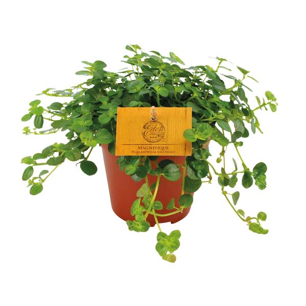 Pilea Depressa Sao Paulo – Ø12cm – ↕20cm