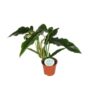 Philodendron Narrow – Ø14cm – ↕40cm