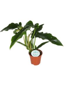 Philodendron Narrow – Ø14cm – ↕40cm