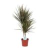 Dracaena Bicolor – Ø17cm – ↕75cm