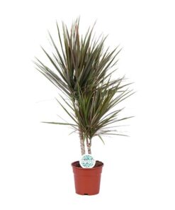 Dracaena Bicolor – Ø17cm – ↕75cm