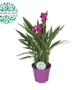 Curcuma Siam Splash – Ø17cm – ↕60cm