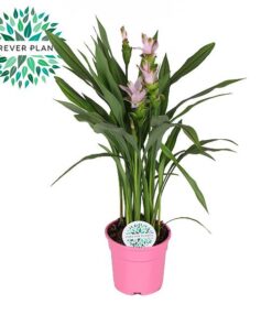 Curcuma Siam Sweet – Ø17cm – ↕60cm