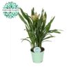 Curcuma Siam Solar – Ø17cm – ↕65cm