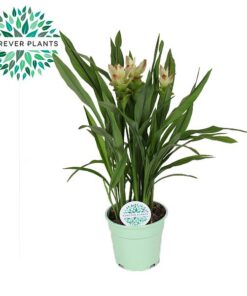 Curcuma Siam Solar – Ø17cm – ↕65cm