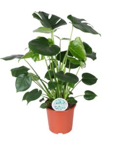 Monstera Deliciosa – Ø21cm – ↕80cm