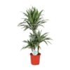 Dracaena Warneckei – Ø21cm – ↕90cm