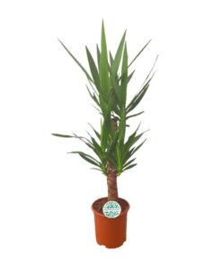 Yucca – Ø21cm – ↕90cm