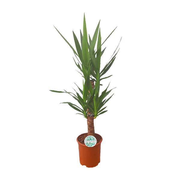 Yucca – Ø21cm – ↕90cm