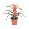 Tillandsia Capitata – Ø12cm – ↕30cm