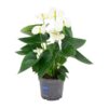 Anthurium White – Ø12 cm – ↕43 cm