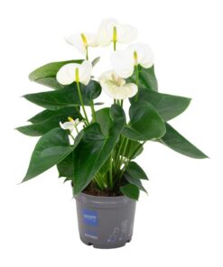 Anthurium White – Ø12 cm – ↕43 cm