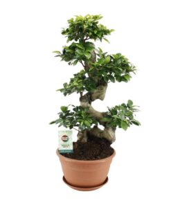 Ficus Ginseng – Ø27cm – ↕70cm