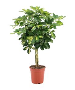 Schefflera Arboricola Gold Capella – Ø19cm – ↕75cm