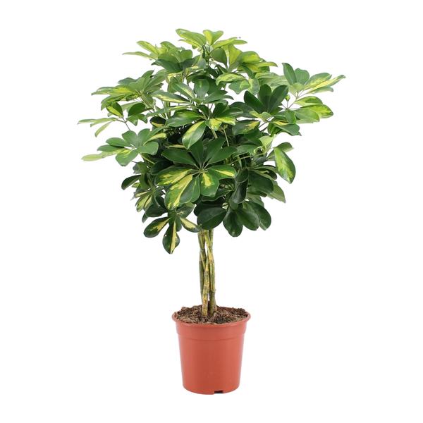 Schefflera Arboricola Gold Capella – Ø19cm – ↕75cm