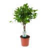 Ficus Microcarpa Moclame – Ø17cm – ↕70cm