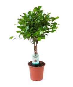 Ficus Microcarpa Moclame – Ø17cm – ↕70cm