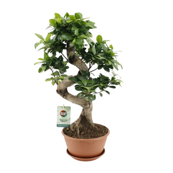 Ficus Ginseng – Ø22cm – ↕60cm