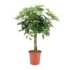 Schefflera Arboricola Nora – Ø19cm – ↕75cm