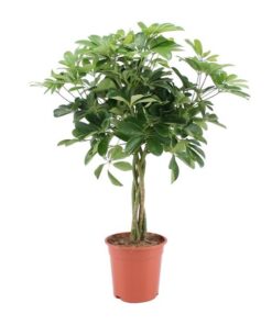 Schefflera Arboricola Nora – Ø19cm – ↕75cm