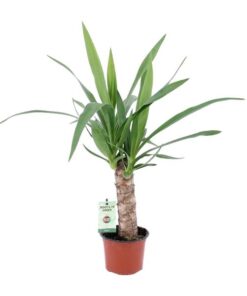 Yucca – Ø12cm – ↕50cm