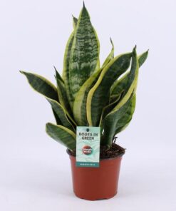 Sansevieria Futura Superba – Ø12cm – ↕35cm