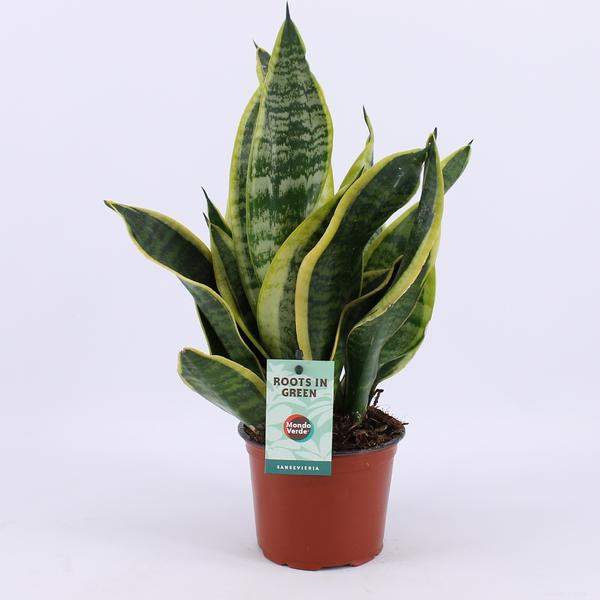 Sansevieria Futura Superba – Ø12cm – ↕35cm