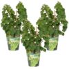 3x – Vitis Pixie ‚Riesling‘ – ↨30cm – Ø14