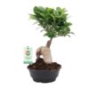 Ficus Ginseng – Ø16cm – ↕35cm