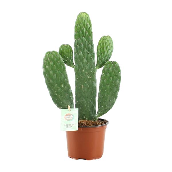 Opuntia Rubescens Consolea – Ø12cm – ↕35cm