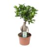 Ficus Ginseng – Ø15cm – ↕35cm