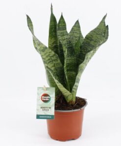 Sansevieria Black Coral – Ø12cm – ↕35cm