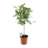 Ficus Benghalensis Petite Audrey – Ø21cm – ↕95cm