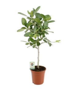 Ficus Benghalensis Petite Audrey – Ø21cm – ↕95cm