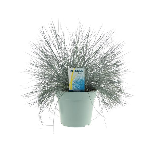 Festuca Glauca Intense Blue® – Ø17cm – ↕35cm