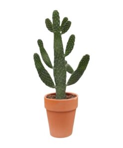 Opuntia Consolea – Ø18cm – ↕65cm