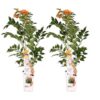 2x – Campsis ‚Indian Summer‘ – ↨65cm – Ø15