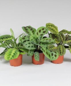 Maranta Leuconeura ‚Fascinator‘ Mix 3 Soorten